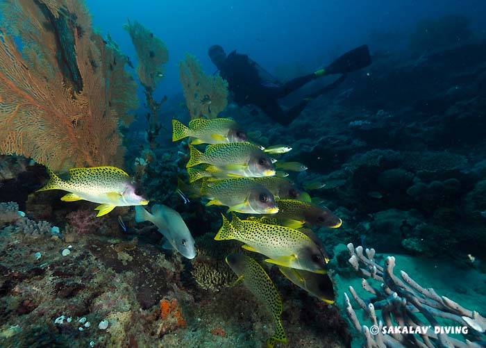 diving courses Madagascar